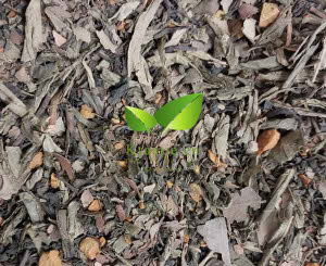 Mezcla de té verde súper
